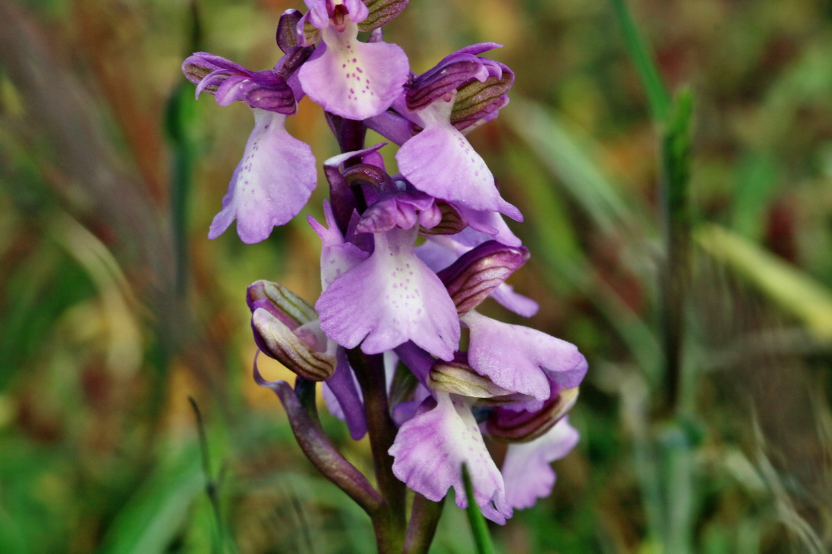 RNA_2017_05_03_1815p_Bildgr��e �ndern