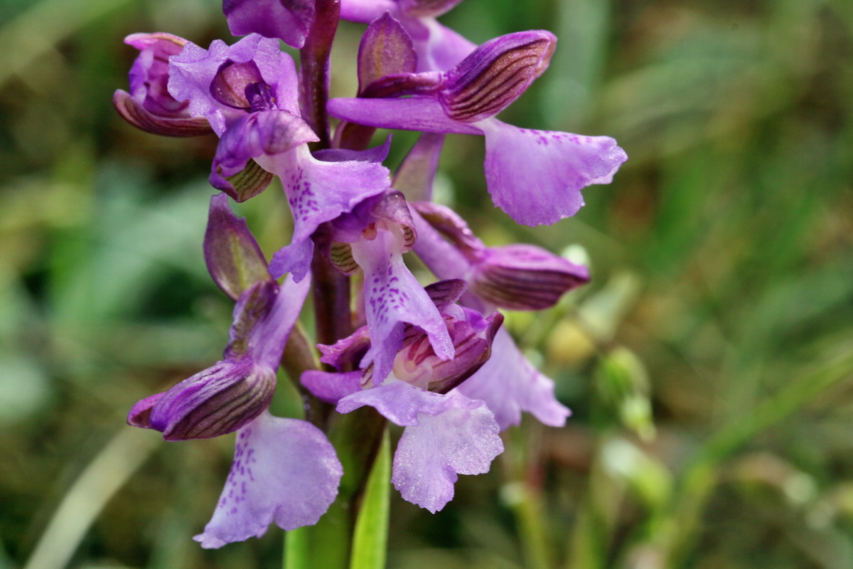 RNA_2017_05_03_1828p_Bildgr��e �ndern