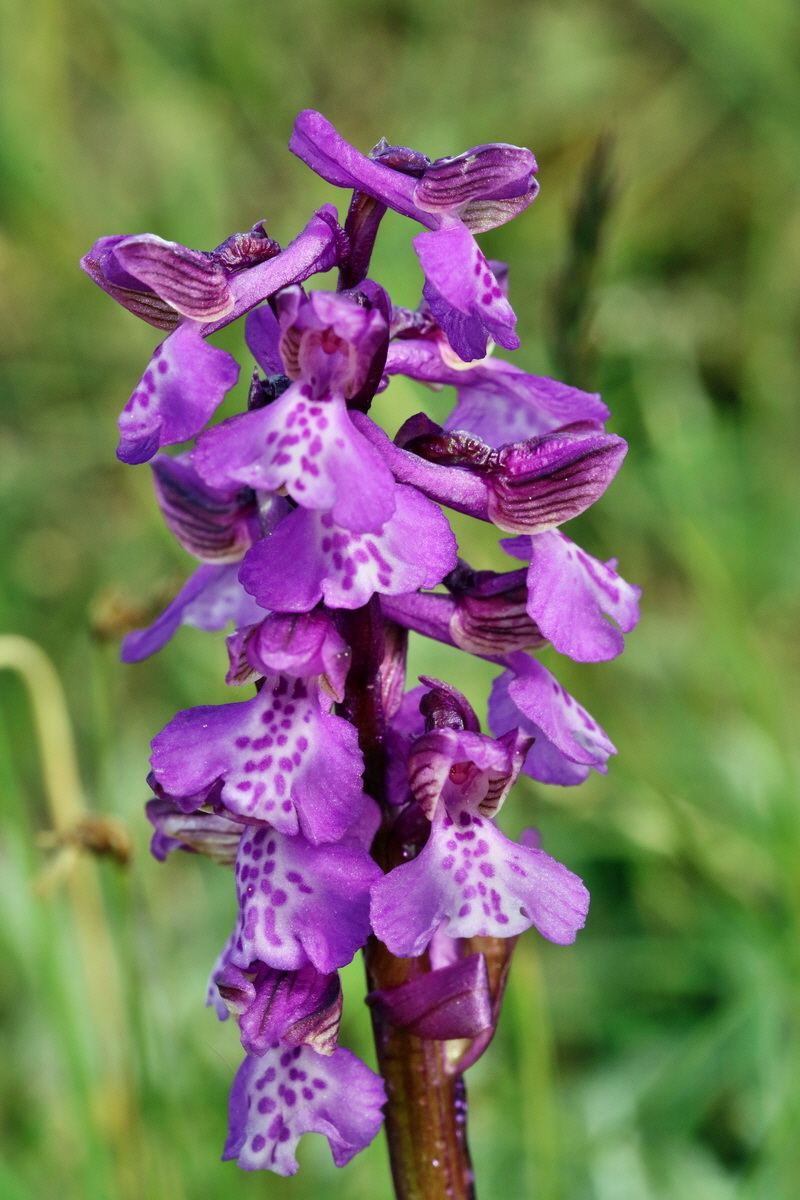 RNA_2017_05_03_1851p_Bildgr��e �ndern