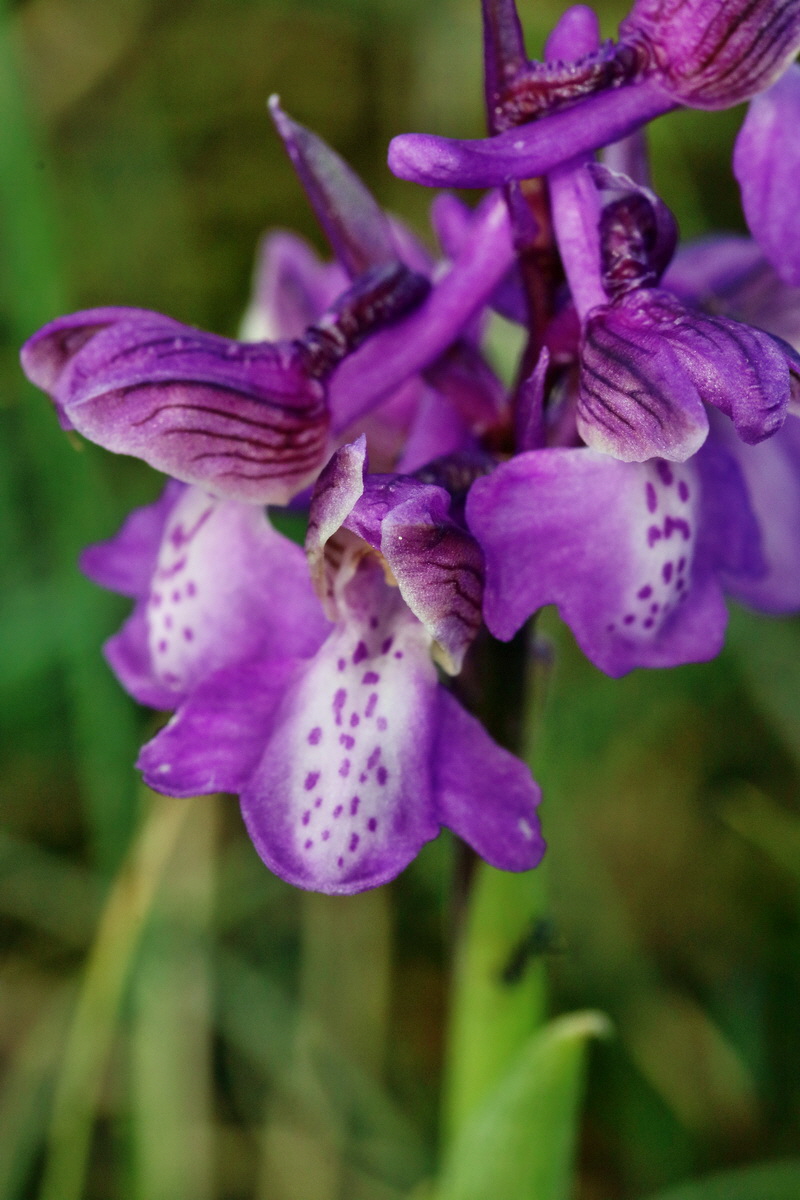 RNA_2017_05_03_1858p_Bildgr��e �ndern