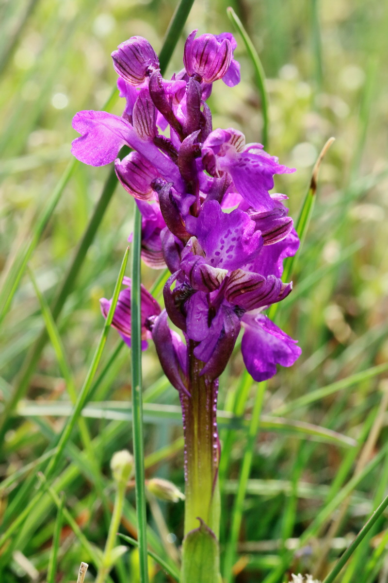 RNA_2017_05_03_1891p_Bildgr��e �ndern