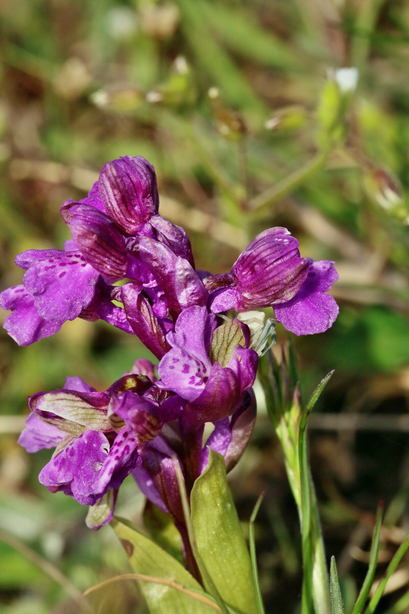 RNA_2017_05_03_1899p_Bildgr��e �ndern