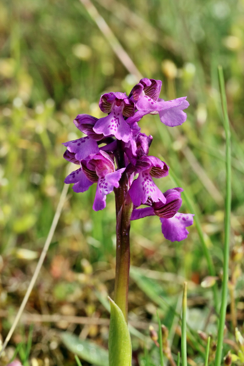 RNA_2017_05_03_1903p_Bildgr��e �ndern