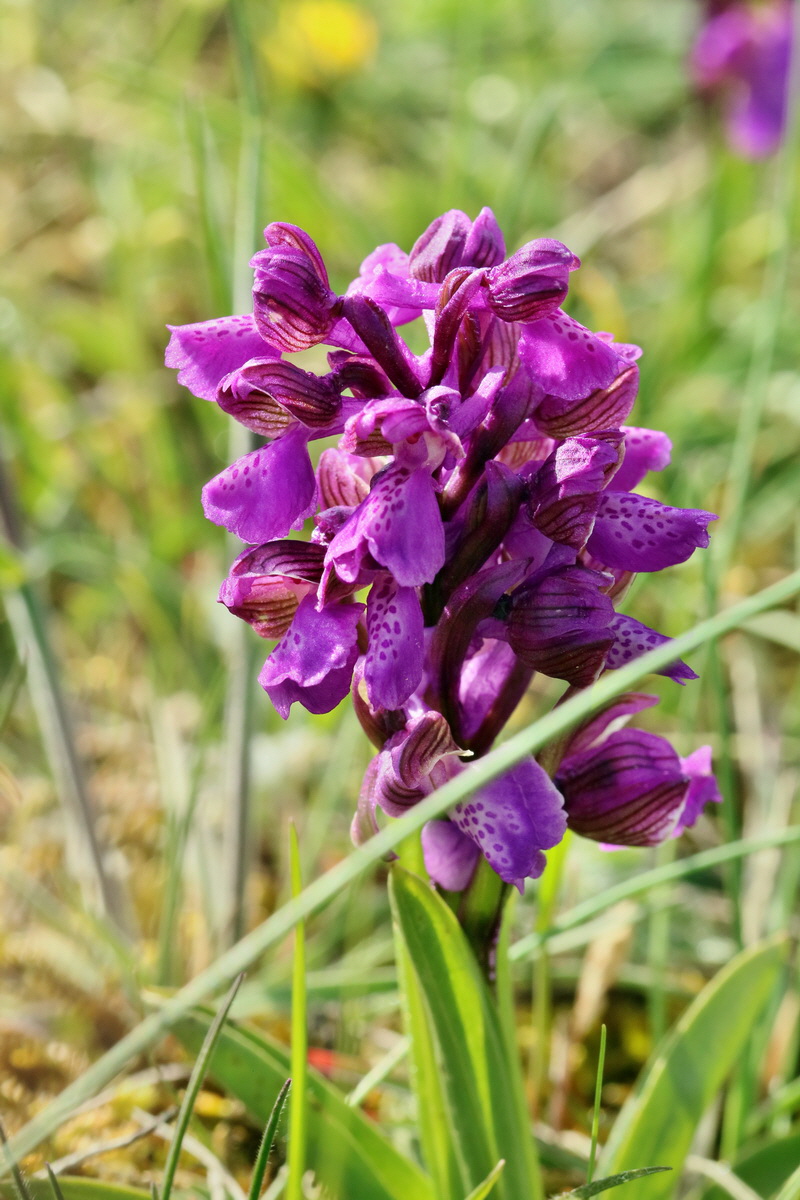 RNA_2017_05_03_1909p_Bildgr��e �ndern