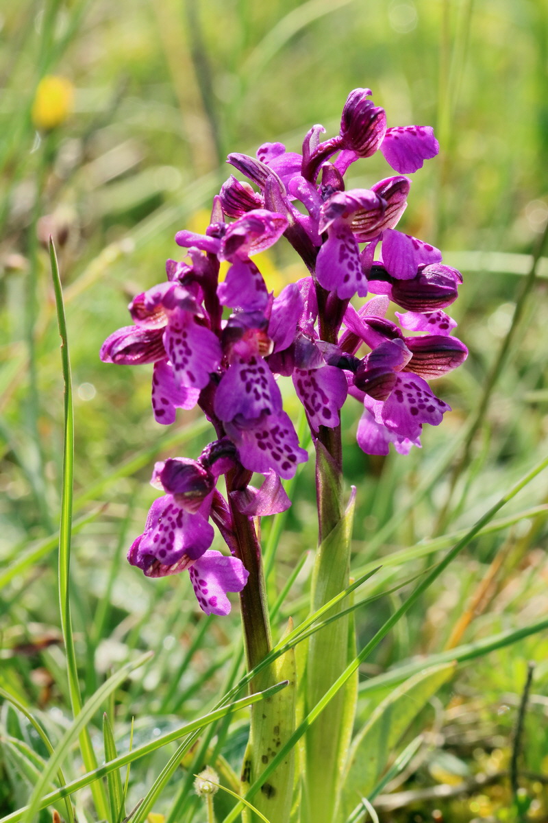 RNA_2017_05_03_1914p_Bildgr��e �ndern