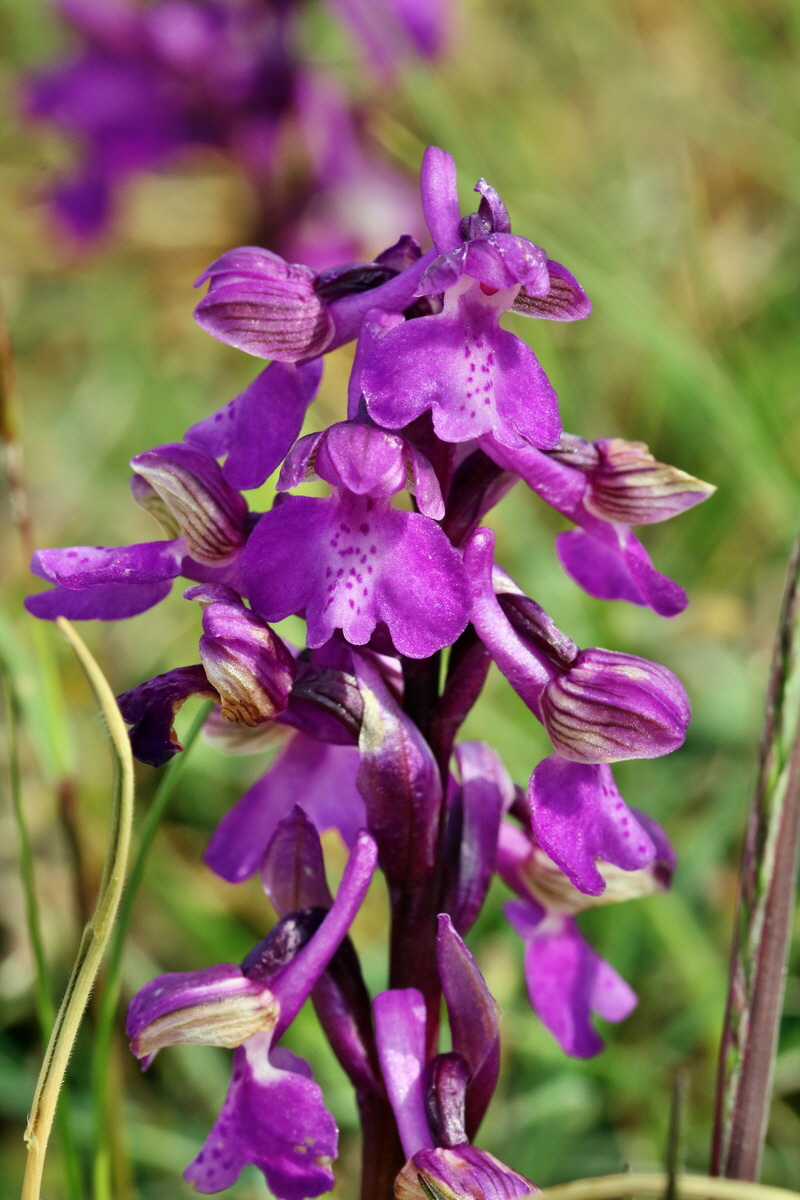 RNA_2017_05_03_1921p_Bildgr��e �ndern