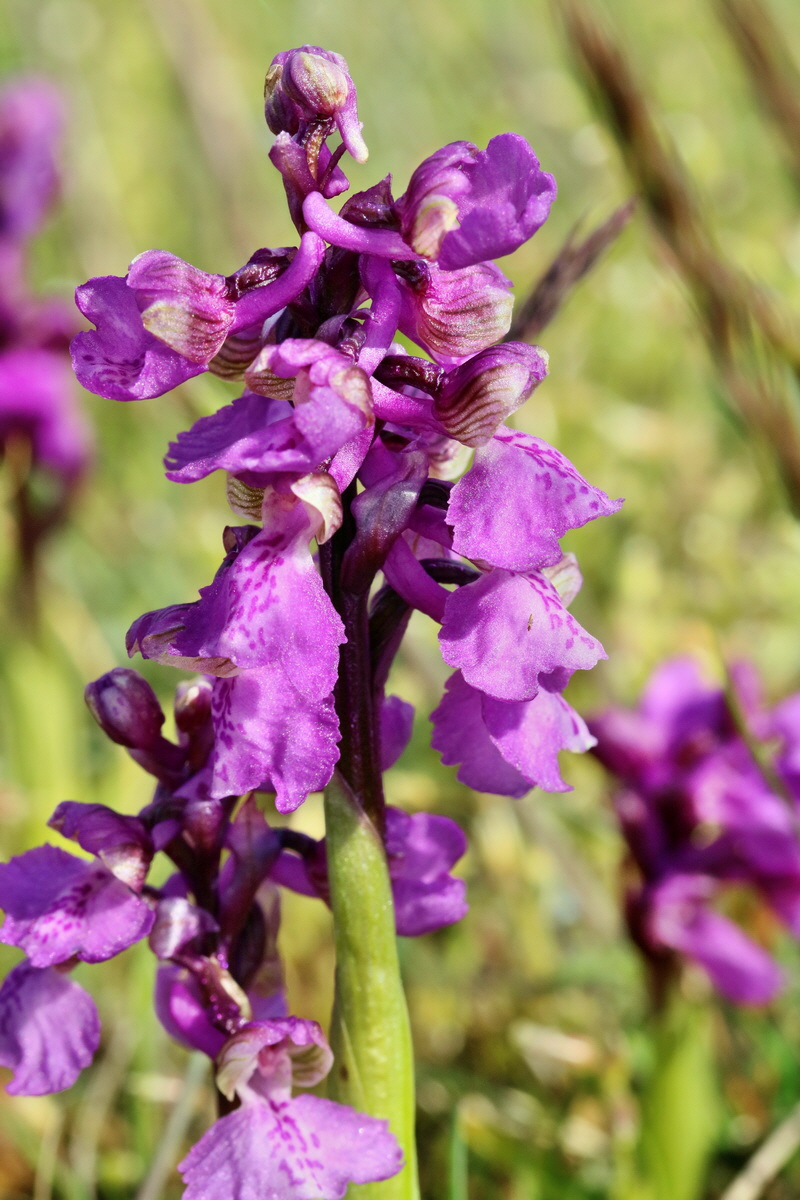 RNA_2017_05_03_1925p_Bildgr��e �ndern