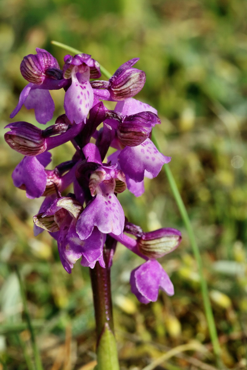 RNA_2017_05_03_1930p_Bildgr��e �ndern