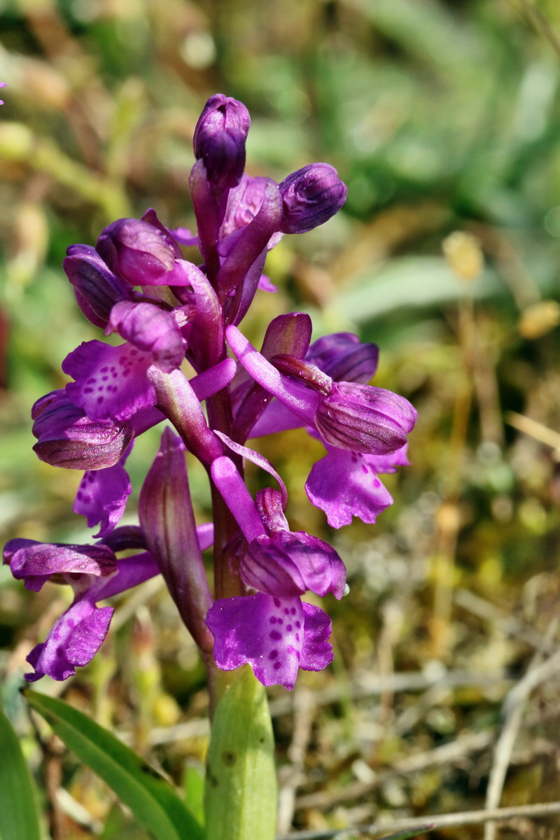 RNA_2017_05_03_1939p_Bildgr��e �ndern