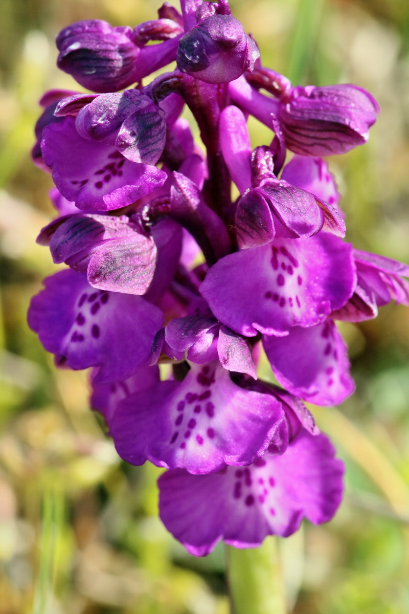 RNA_2017_05_03_1943p_Bildgr��e �ndern