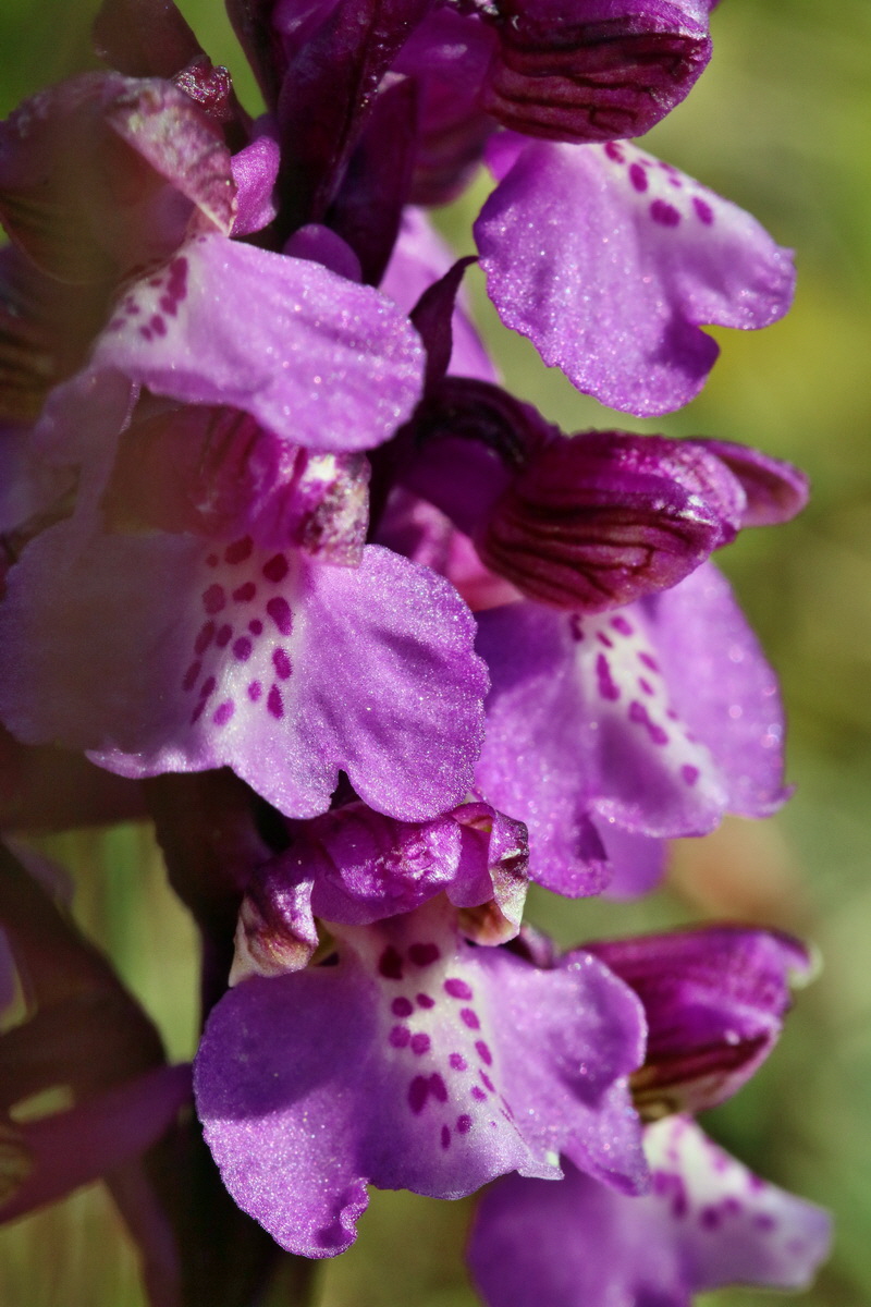 RNA_2017_05_03_1945p_Bildgr��e �ndern