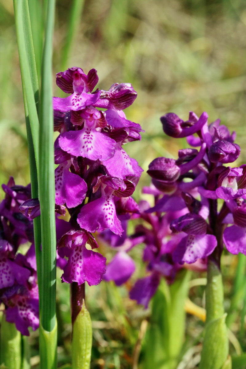 RNA_2017_05_03_1946p_Bildgr��e �ndern