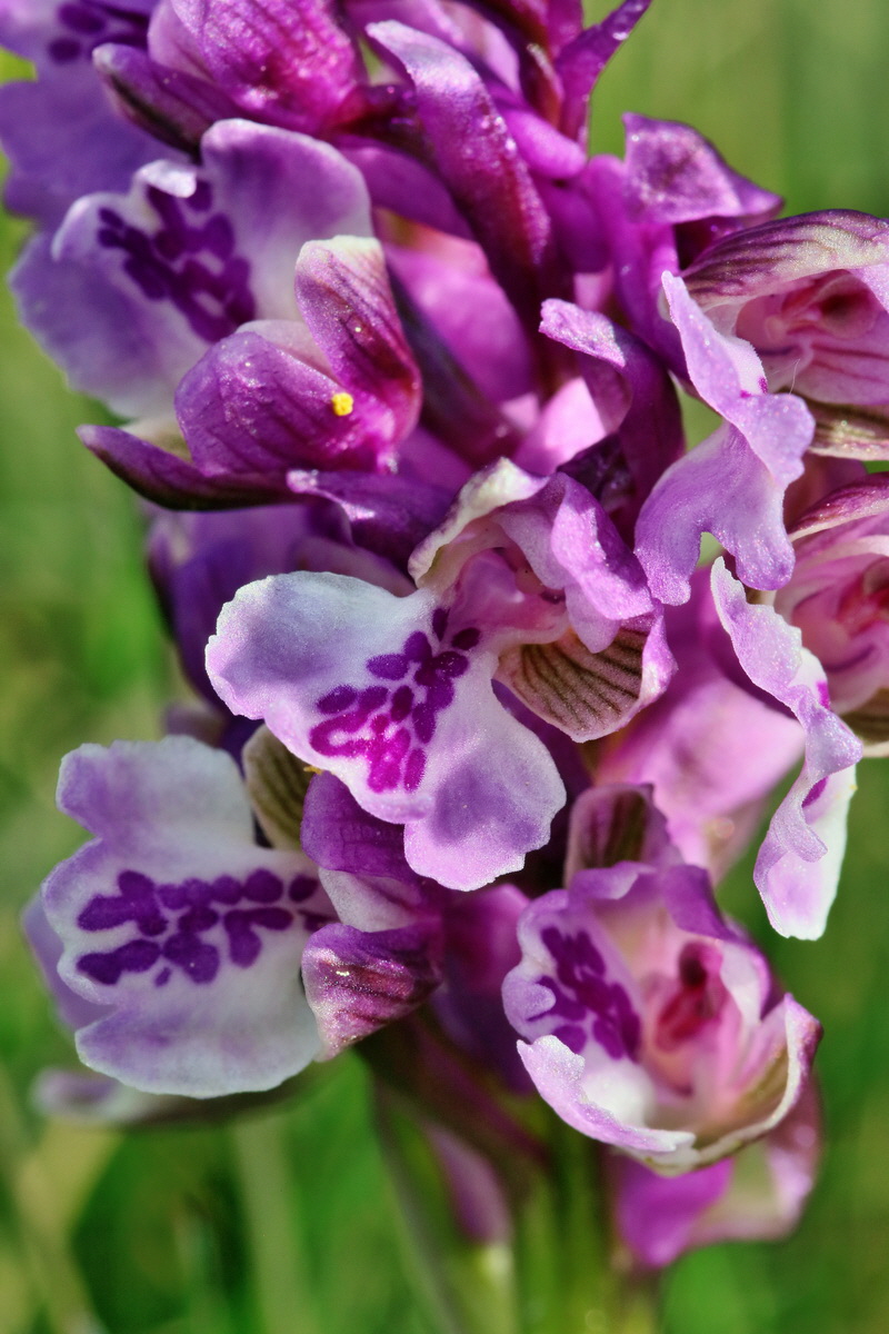 RNA_2017_05_03_1954p_Bildgr��e �ndern