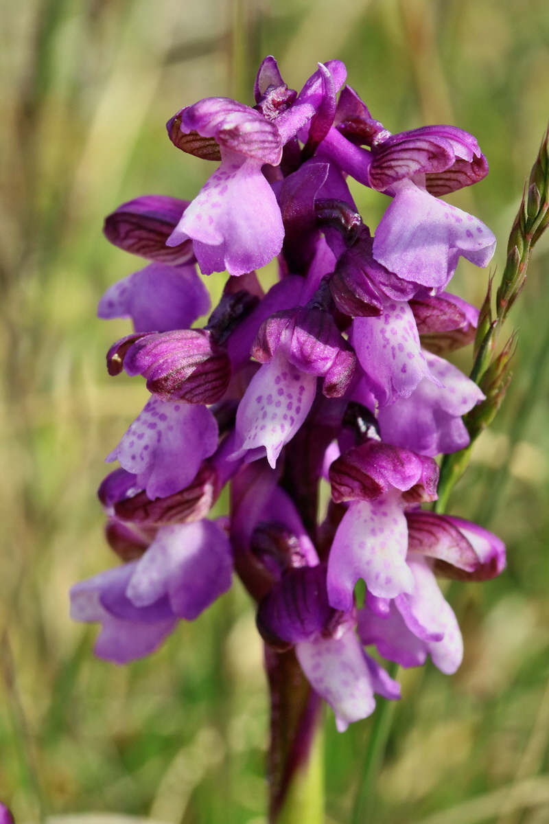 RNA_2017_05_03_1958p_Bildgr��e �ndern