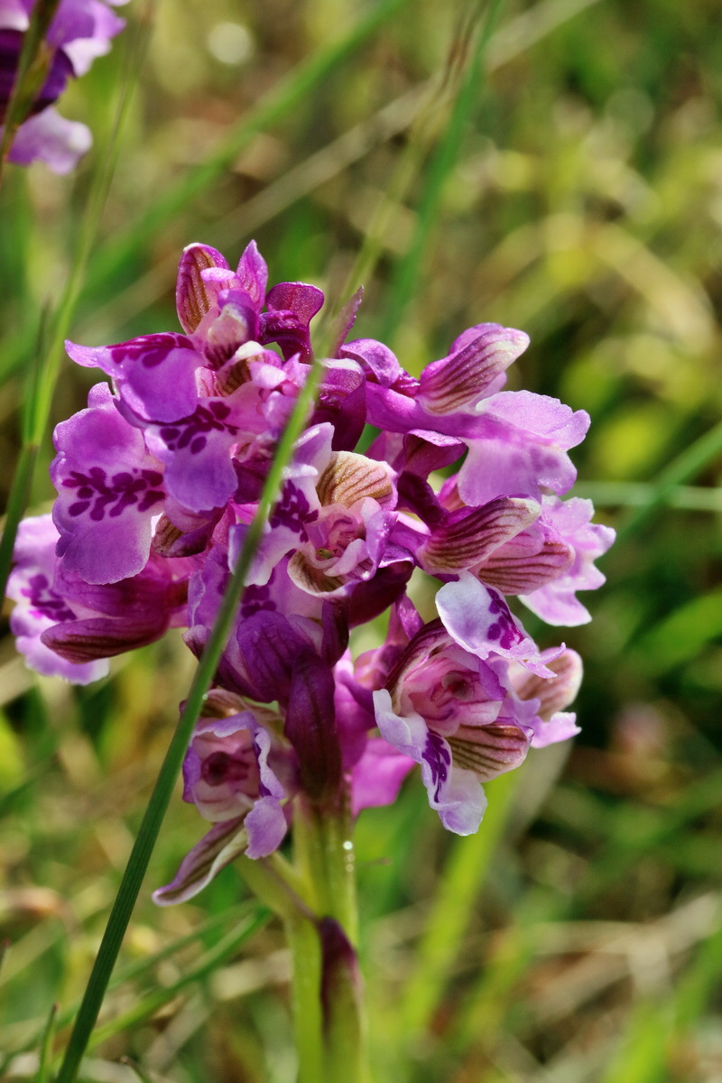 RNA_2017_05_03_1961p_Bildgr��e �ndern