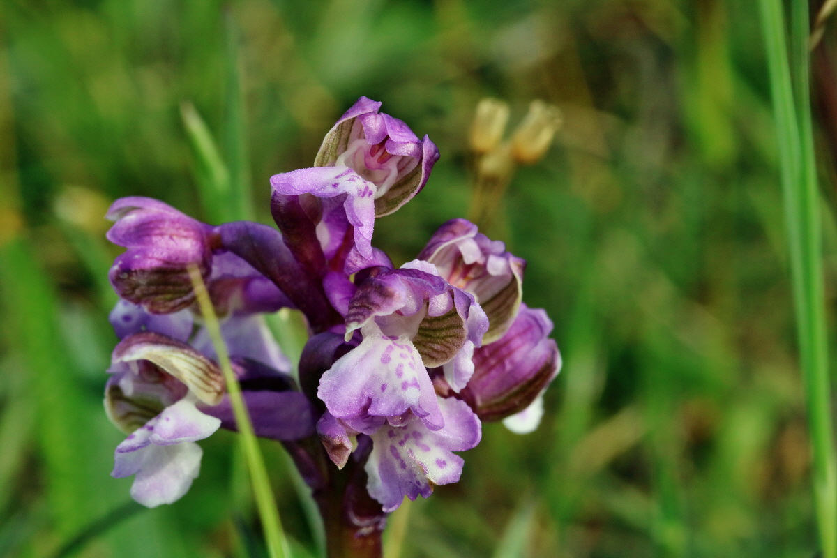 RNA_2017_05_03_1972p_Bildgr��e �ndern