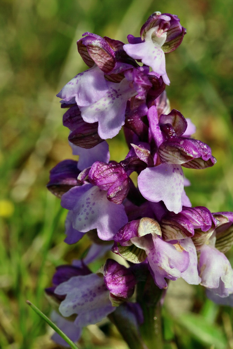 RNA_2017_05_03_2112p_Bildgr��e �ndern