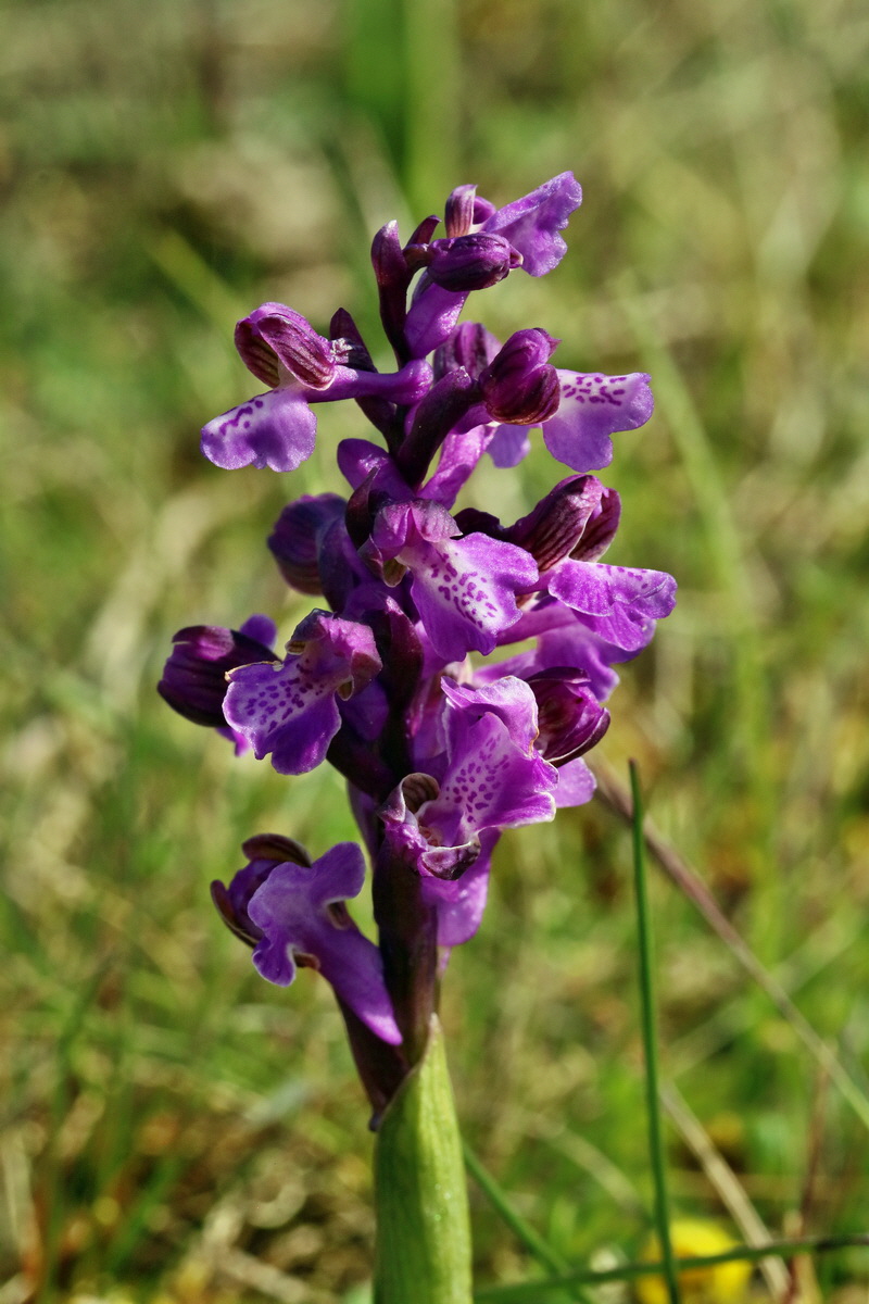 RNA_2017_05_03_2113p_Bildgr��e �ndern