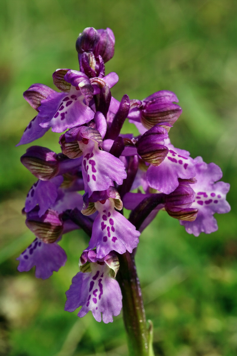 RNA_2017_05_03_2408p_Bildgr��e �ndern