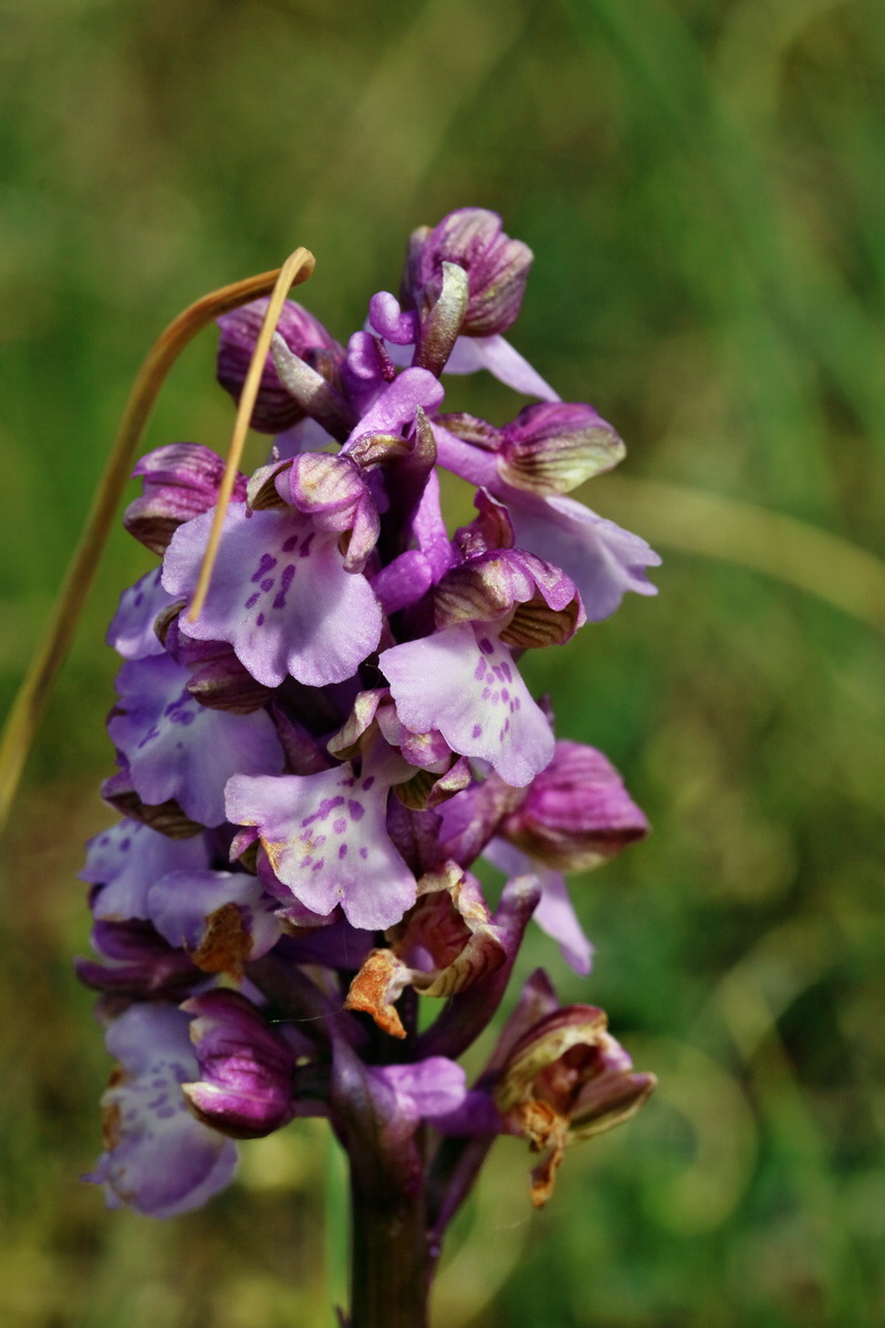 RNA_2017_05_03_2415p_Bildgr��e �ndern