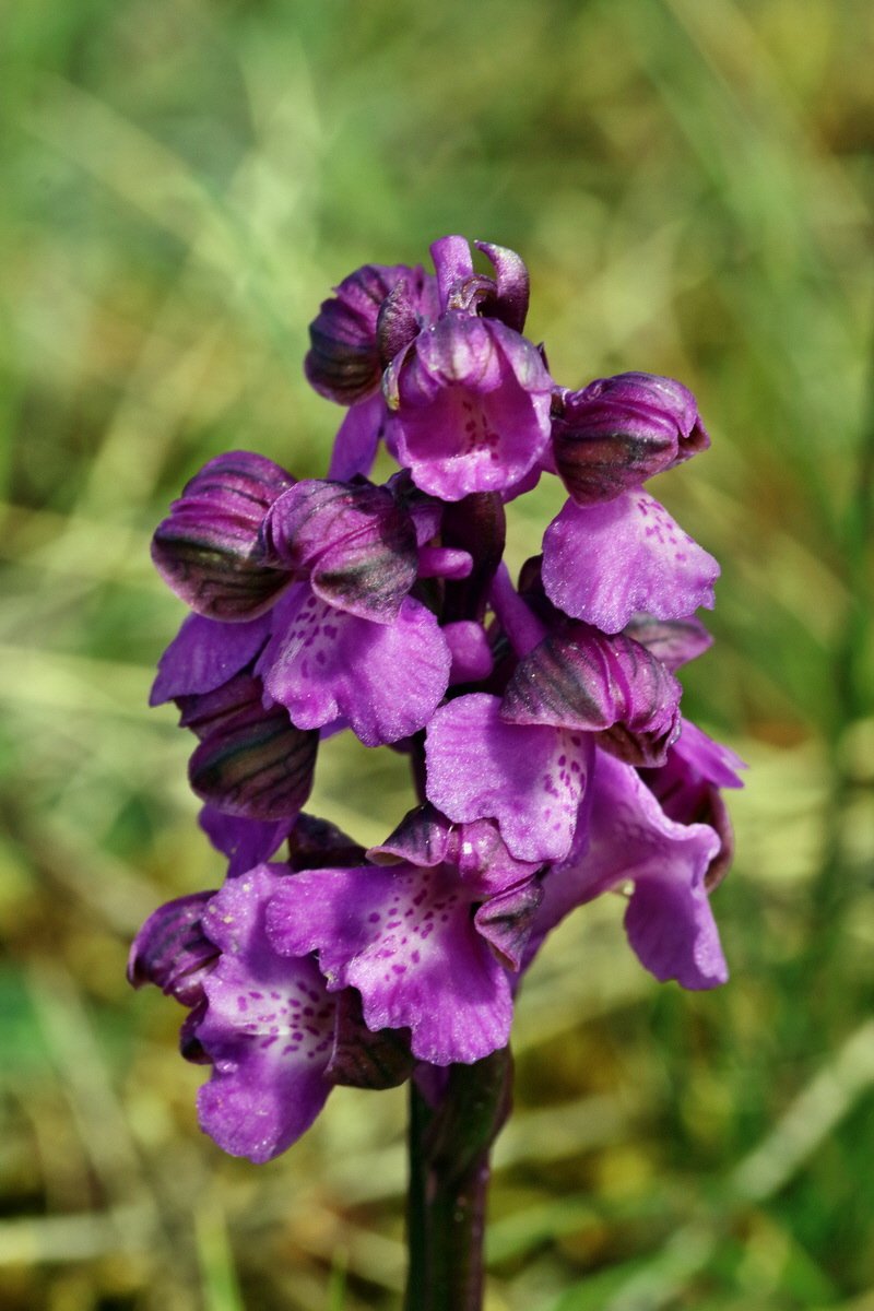 RNA_2017_05_03_2418p_Bildgr��e �ndern