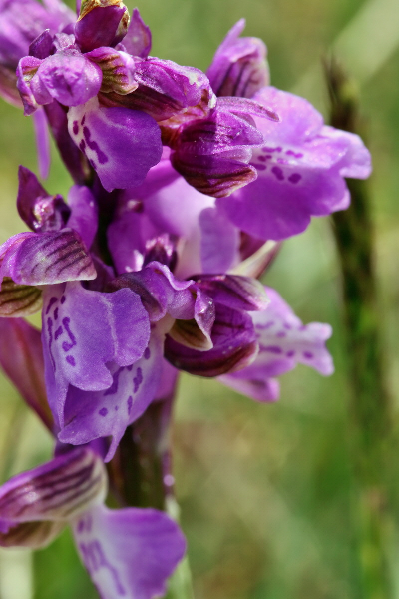 RNA_2017_05_03_2432p_Bildgr��e �ndern