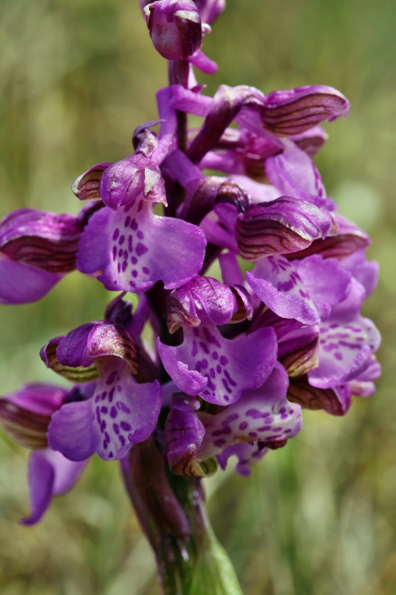 RNA_2017_05_03_2460p_Bildgr��e �ndern