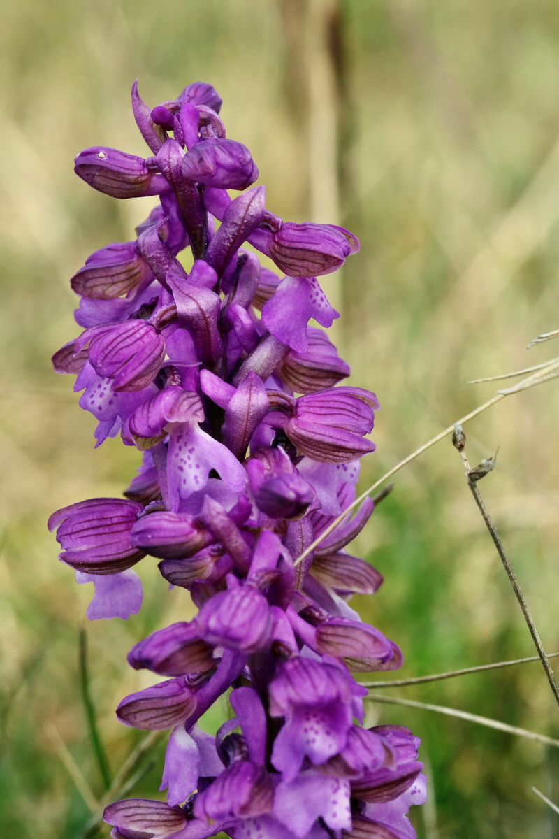 RNA_2017_05_03_2463p_Bildgr��e �ndern