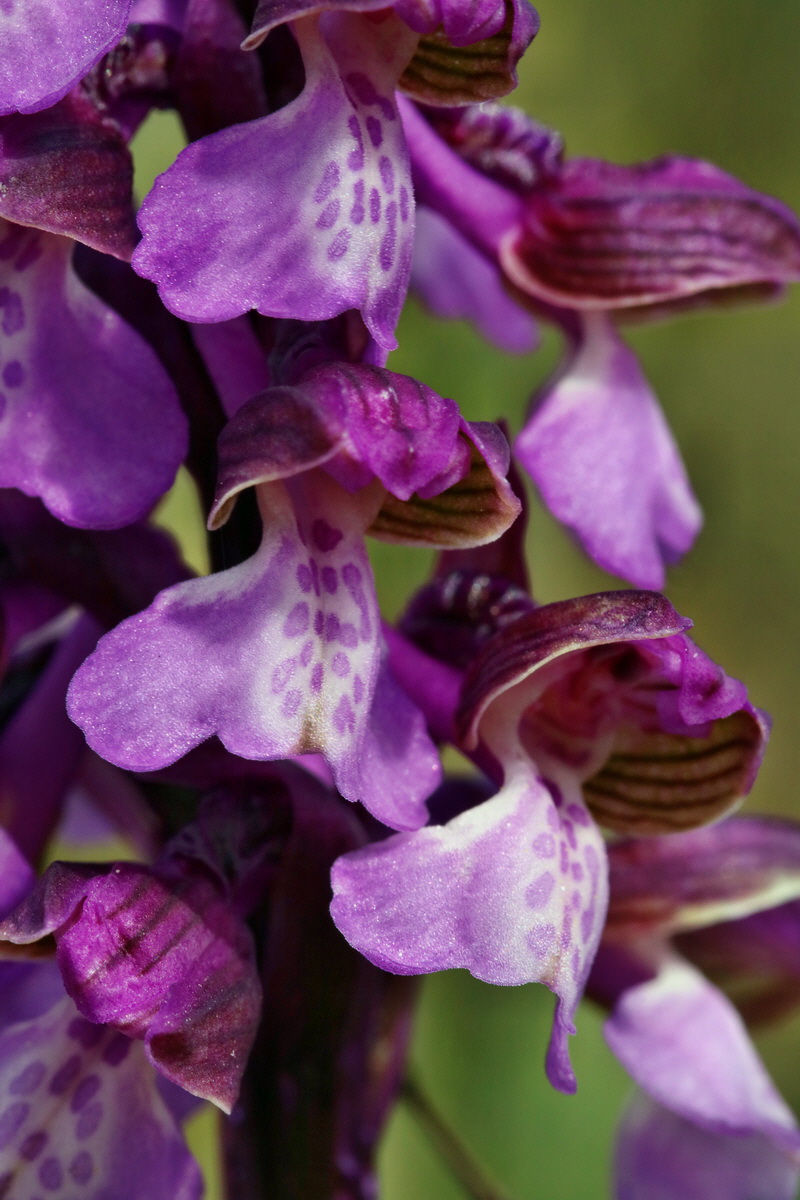 RNA_2017_05_03_2468p_Bildgr��e �ndern