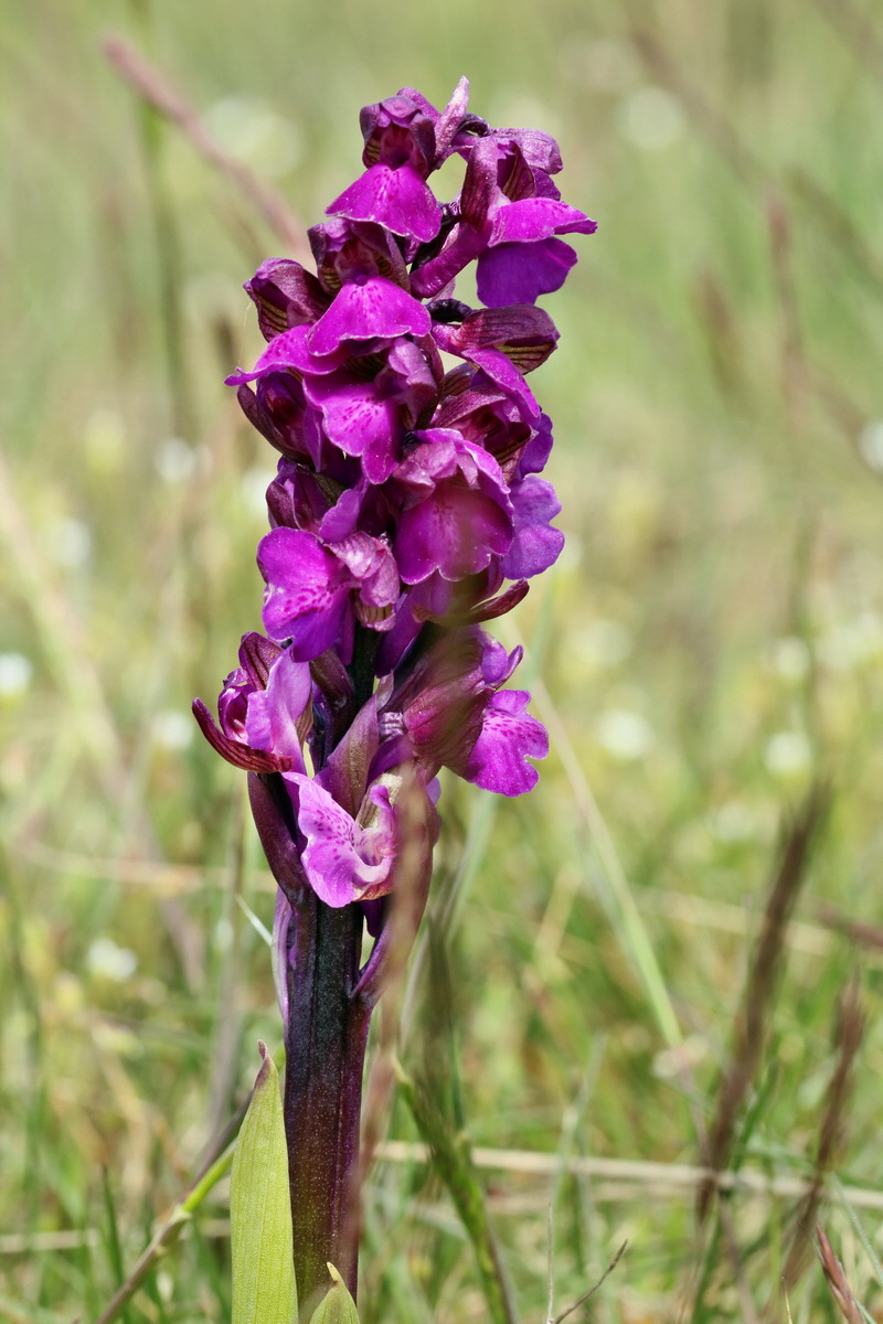 RNA_2017_05_03_2493p_Bildgr��e �ndern