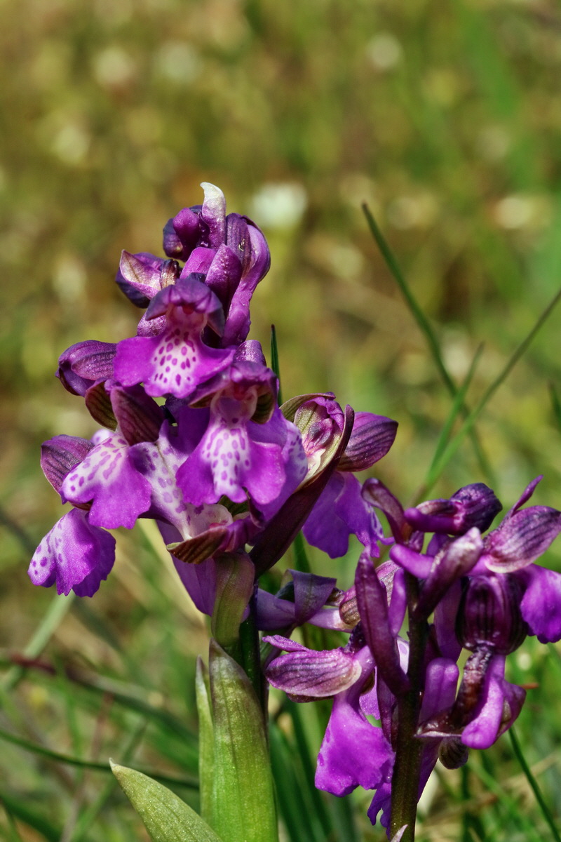 RNA_2017_05_03_2495p_Bildgr��e �ndern