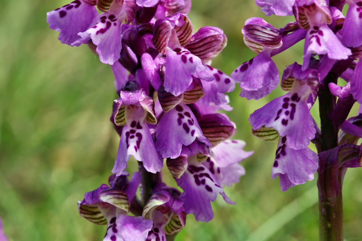 RNA_2017_05_03_2521p_Bildgr��e �ndern