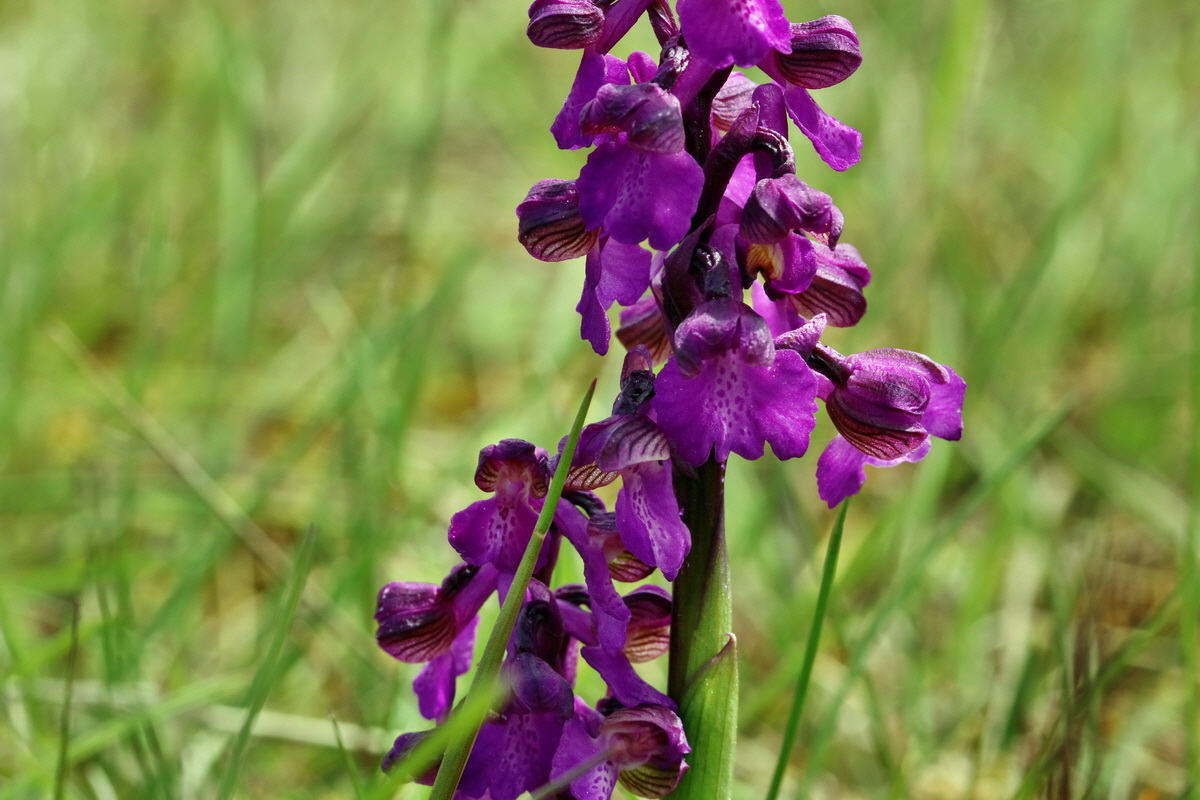 RNA_2017_05_03_2528p_Bildgr��e �ndern