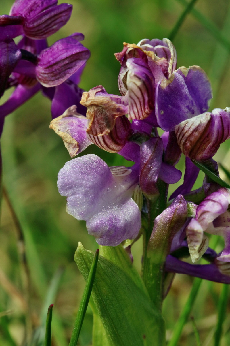 RNA_2017_05_03_2530p_Bildgr��e �ndern