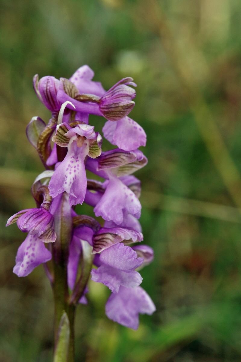 RNA_2017_05_03_2545p_Bildgr��e �ndern