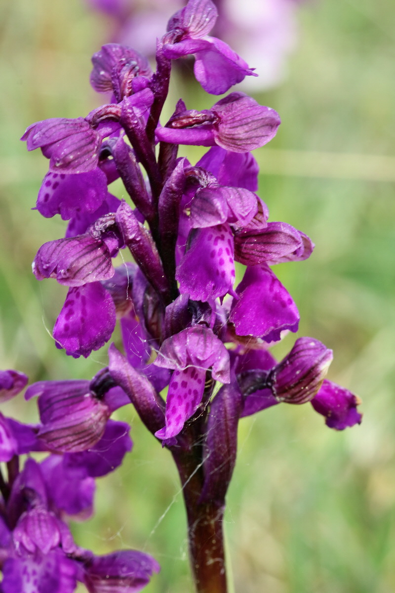 RNA_2017_05_03_2548p_Bildgr��e �ndern