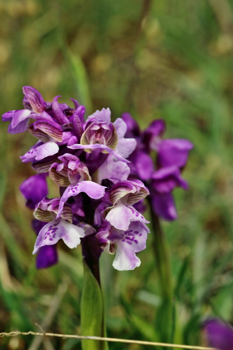 RNA_2017_05_03_2550p_Bildgr��e �ndern