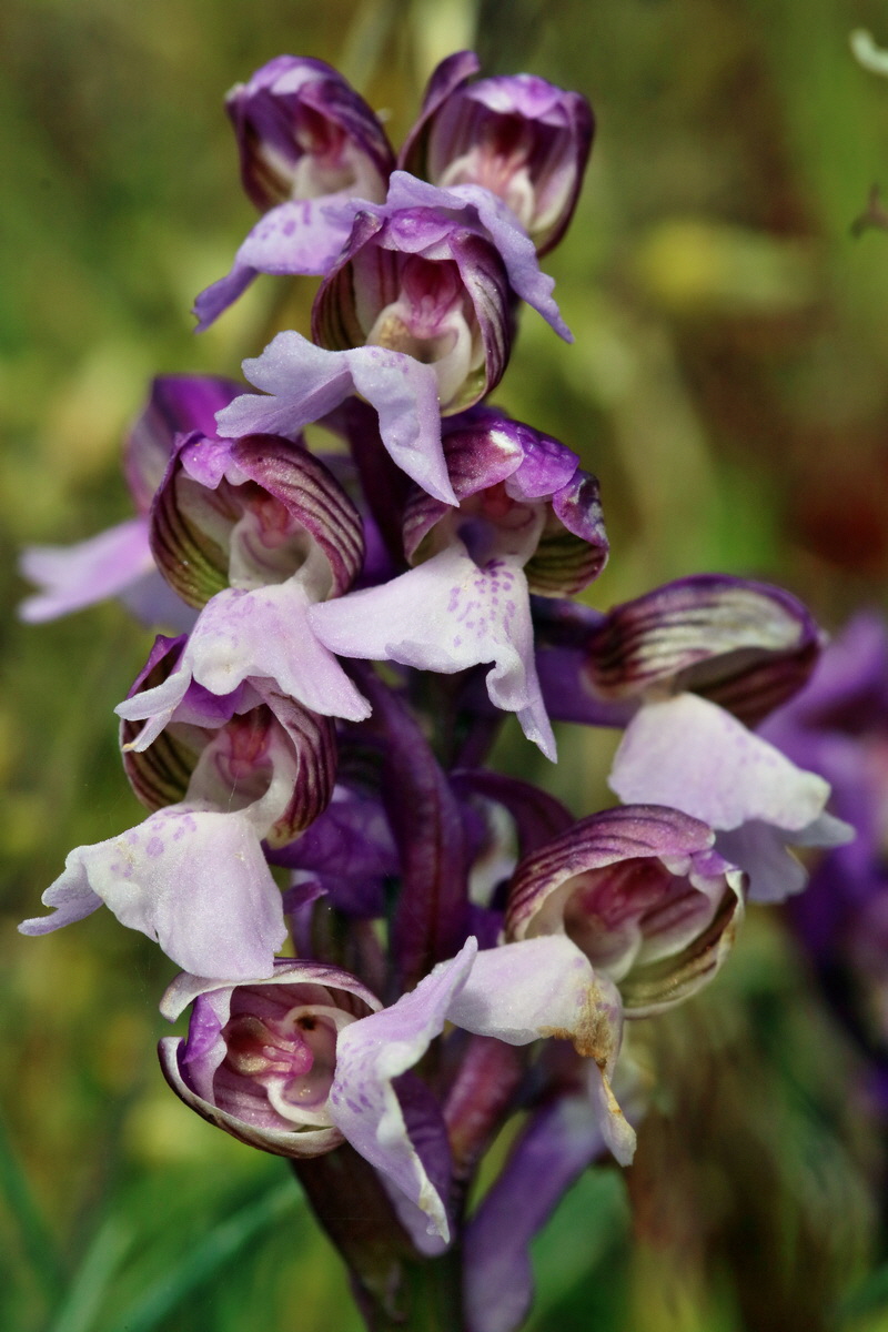 RNA_2017_05_03_2554p_Bildgr��e �ndern