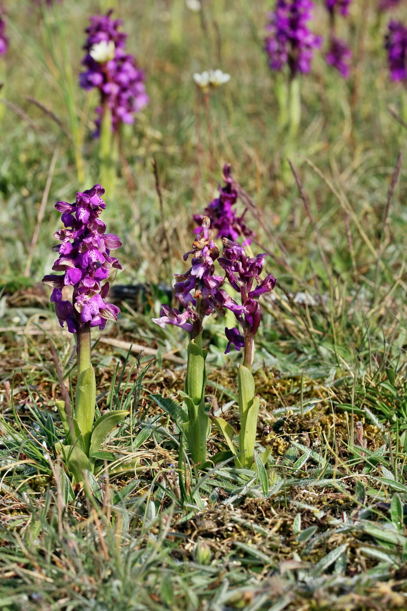 RNA_2017_05_03_1536p_Bildgr��e �ndern