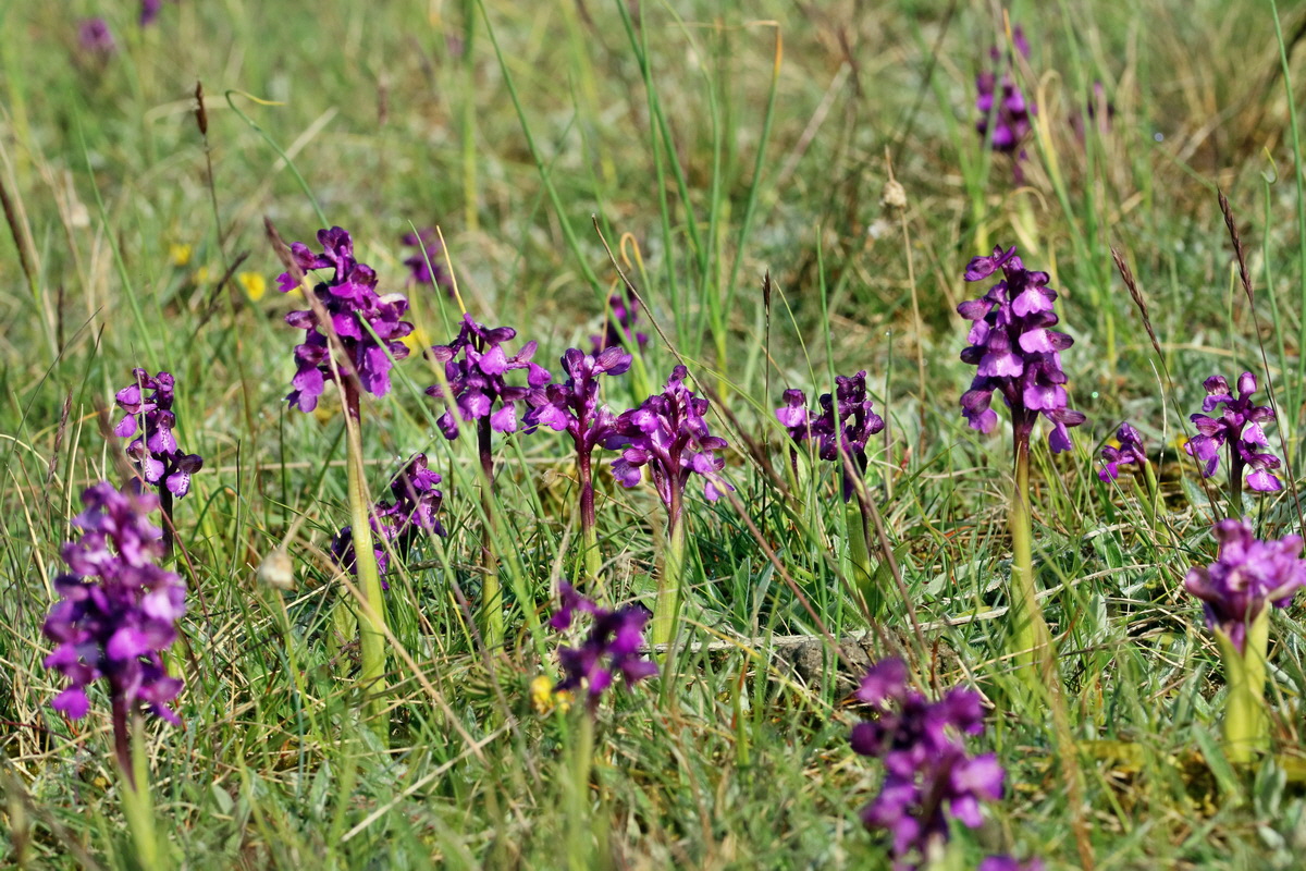 RNA_2017_05_03_1564p_Bildgr��e �ndern