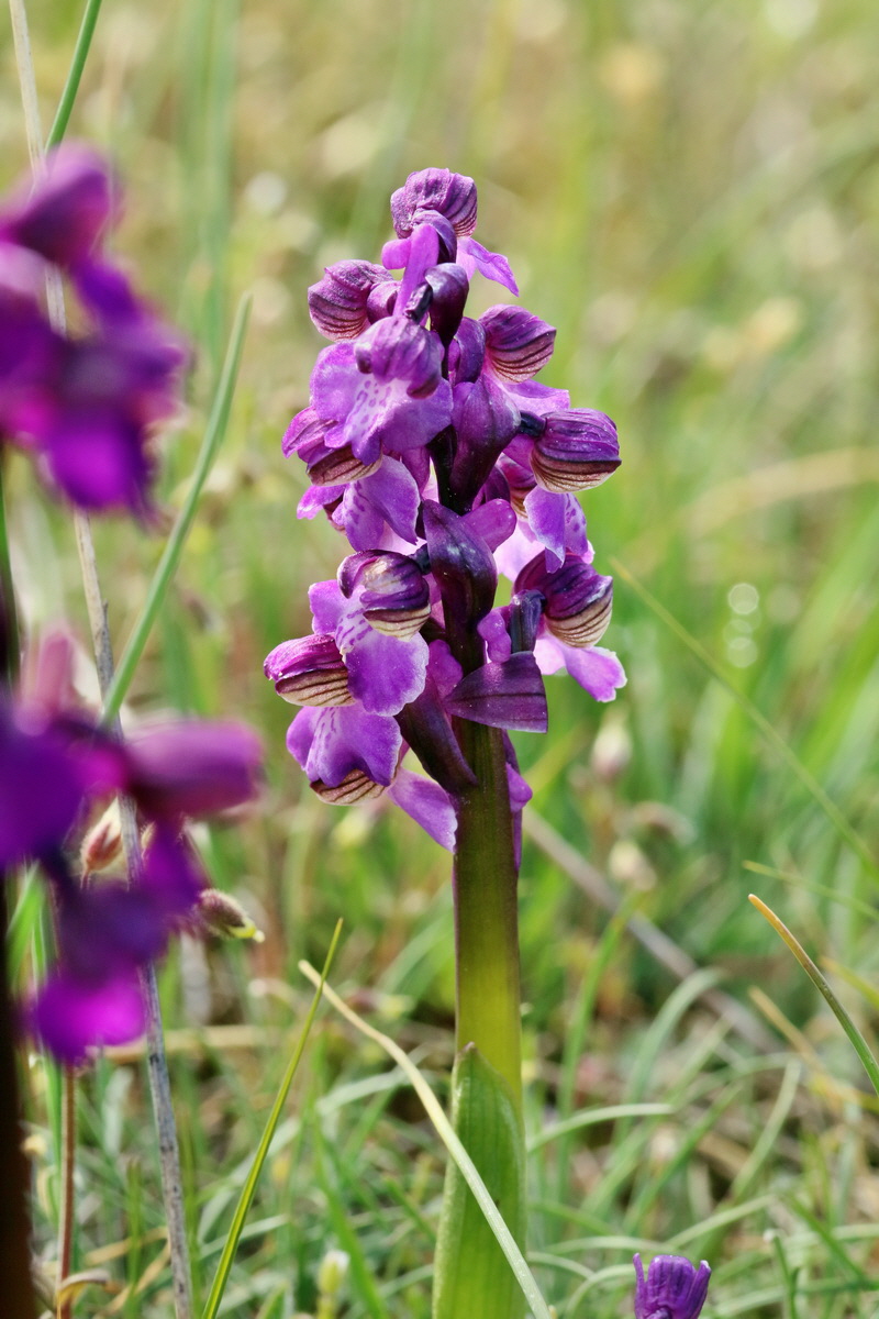 RNA_2017_05_03_1624p_Bildgr��e �ndern