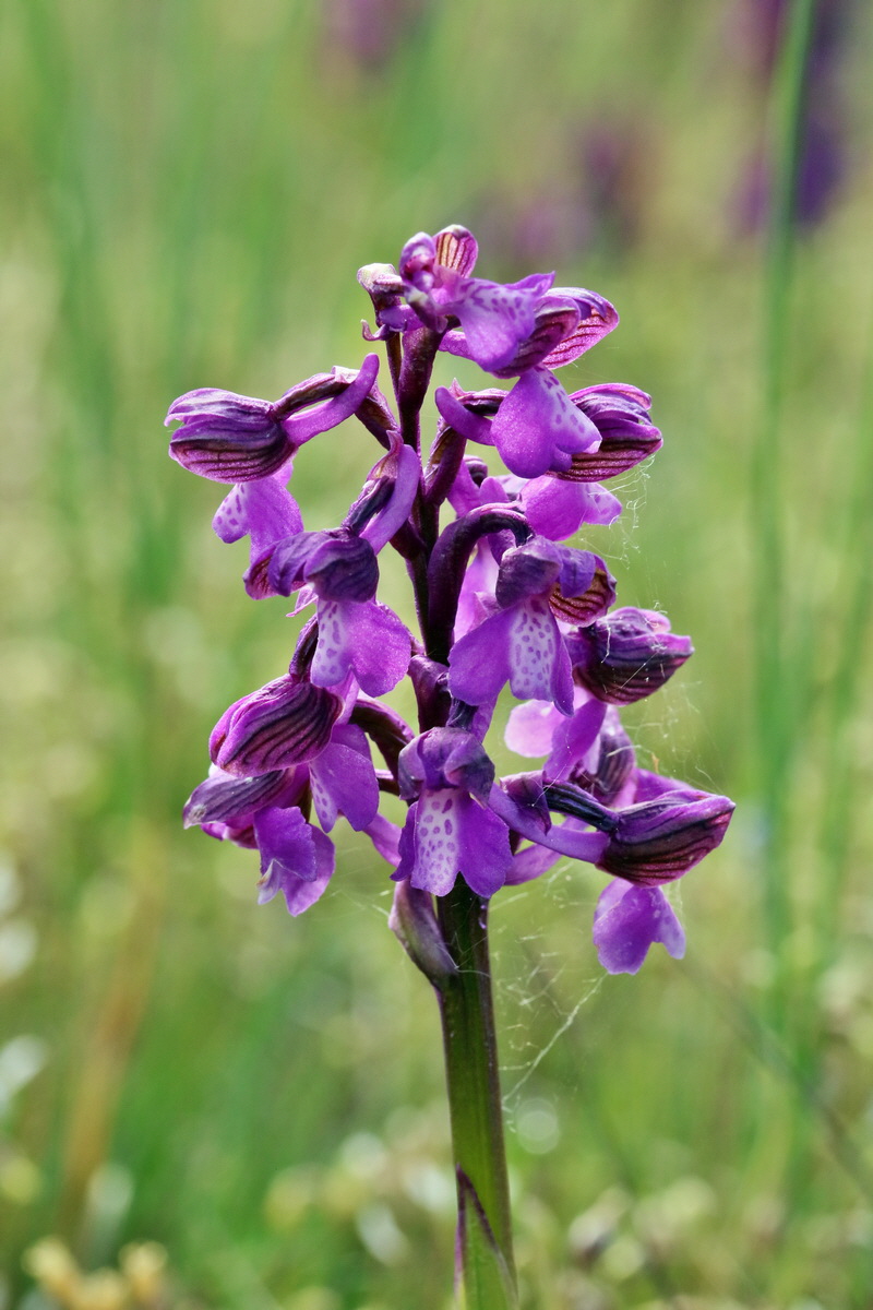 RNA_2017_05_03_1629p_Bildgr��e �ndern