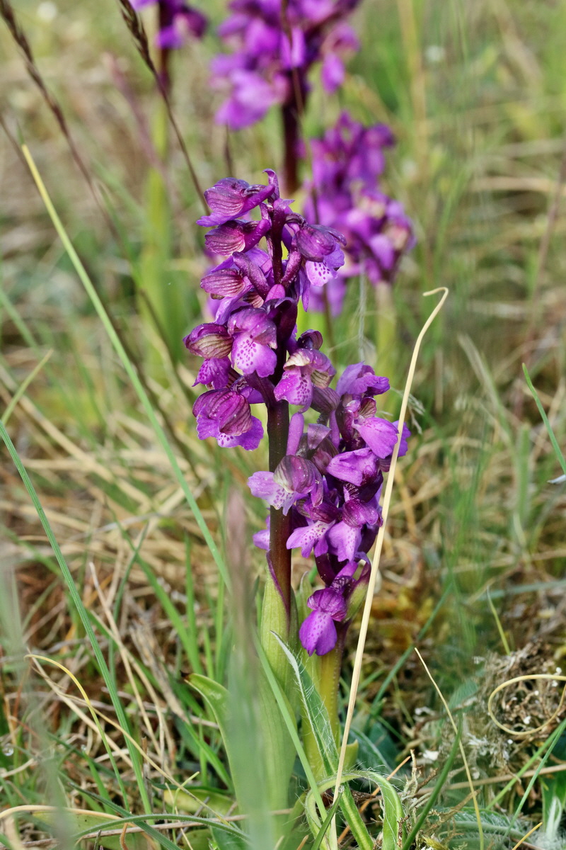 RNA_2017_05_03_1636p_Bildgr��e �ndern