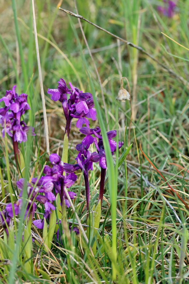 RNA_2017_05_03_1639p_Bildgr��e �ndern