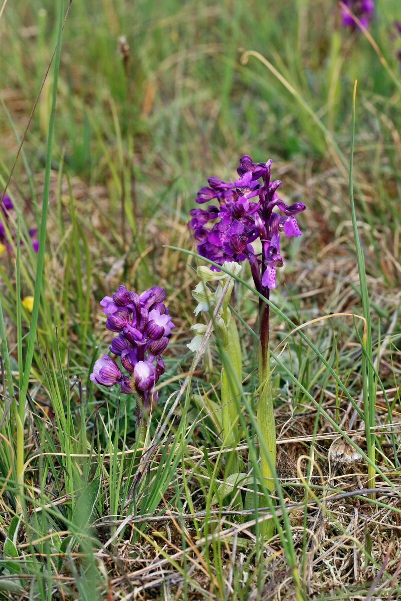 RNA_2017_05_03_1640p_Bildgr��e �ndern