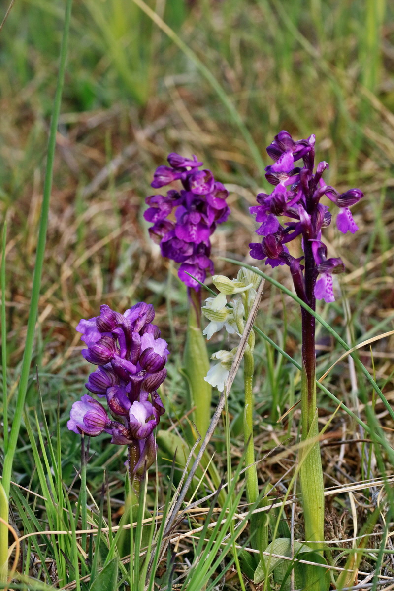 RNA_2017_05_03_1642p_Bildgr��e �ndern