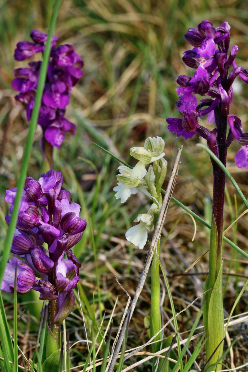 RNA_2017_05_03_1644p_Bildgr��e �ndern