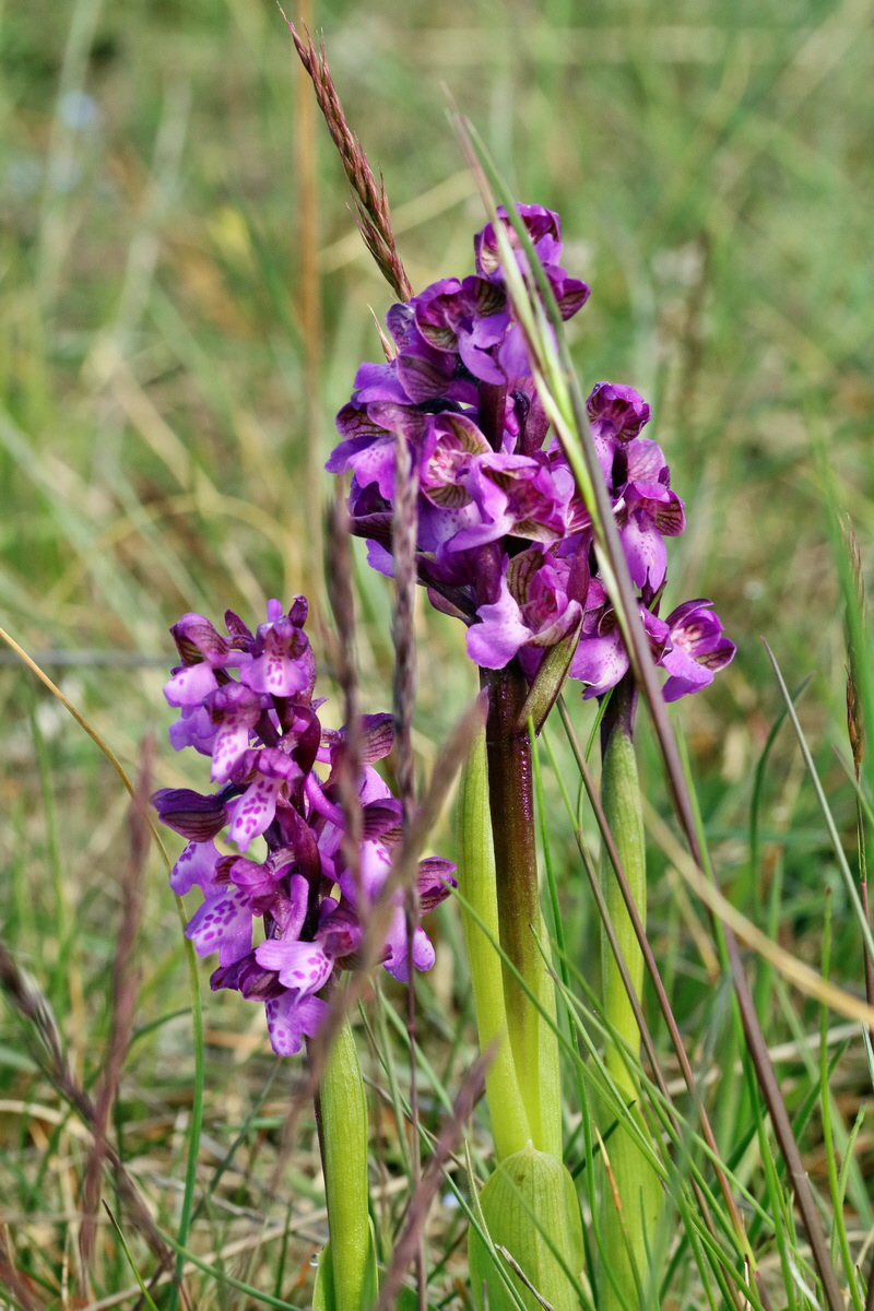 RNA_2017_05_03_1650p_Bildgr��e �ndern