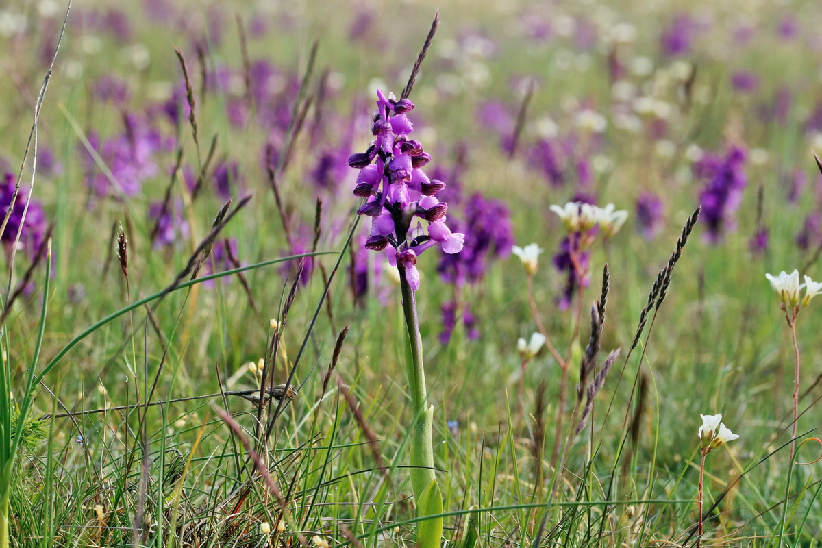 RNA_2017_05_03_1656p_Bildgr��e �ndern