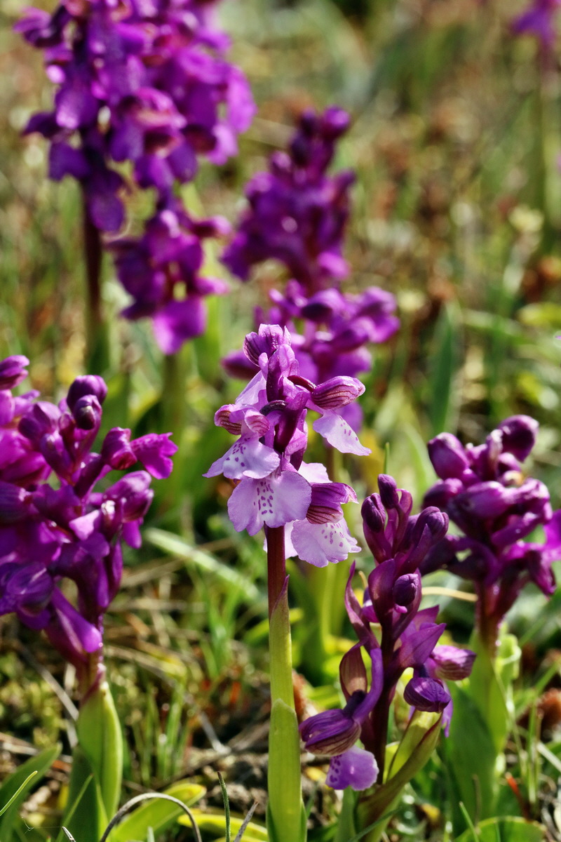 RNA_2017_05_03_1727p_Bildgr��e �ndern